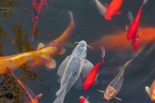 carp Chinese koi colorful fish swim in the water top view of the entire frame . High quality photo