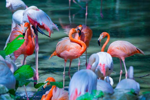 A flock of beautiful pink flamingos standing in the water