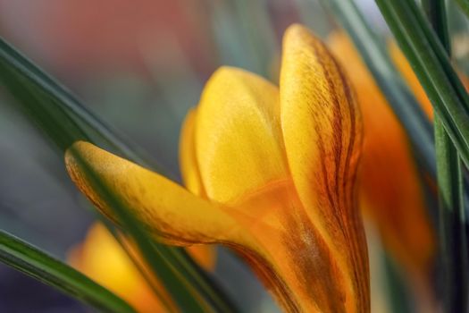 yellow Crocus flower on a beautiful background. High quality photo