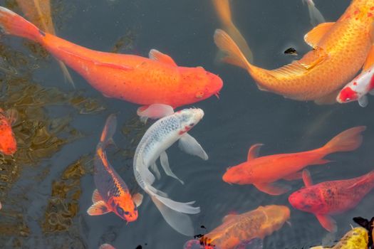 carp Chinese koi colorful fish swim in the water top view of the entire frame . High quality photo