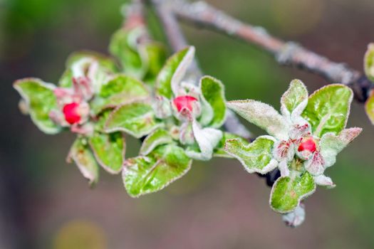 blooming tree branches for the entire frame. High quality photo