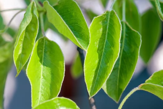 young leaves on tree branches as background. High quality photo