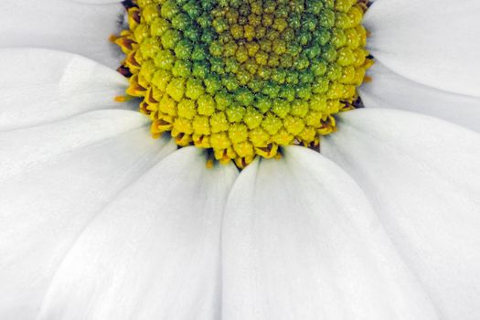 chrysanthemum flower close up macro as background. High quality photo