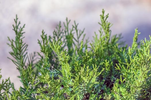 spruce branches as a close-up background. High quality photo