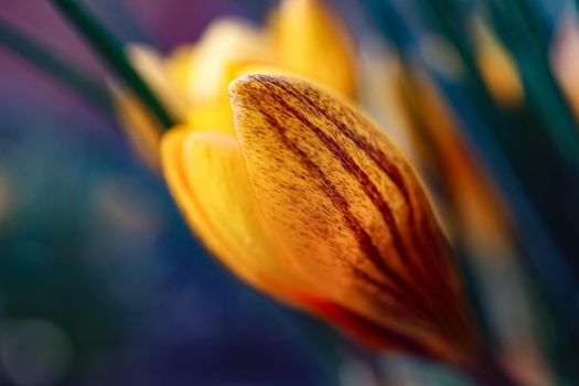 yellow Crocus flower on a beautiful background. High quality photo