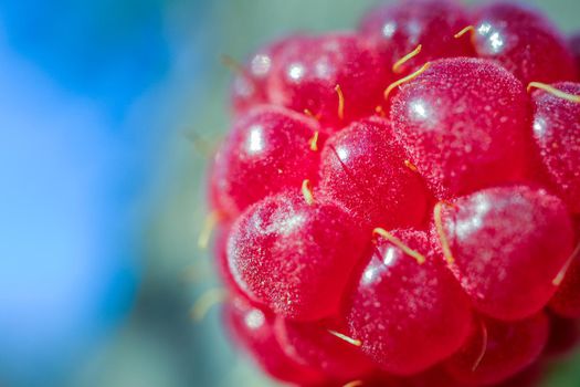 red berry raspberry macro as a beautiful background