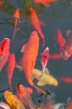 carp Chinese koi colorful fish swim in the water top view of the entire frame . High quality photo