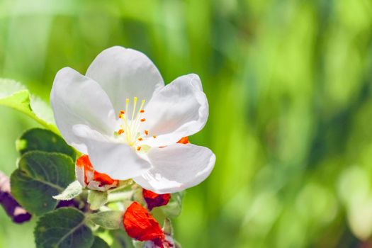 Crab apple tree in full bloom. All the branches are strewed with buds and fresh white and pink flowers. Joy and beauty of spring season. Decorative photography.