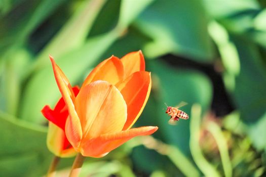 Tulip flower on a beautiful background macro. High quality photo