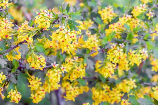 flowering branches of black currant as a background. High quality photo