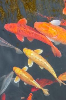 carp Chinese koi colorful fish swim in the water top view of the entire frame . High quality photo