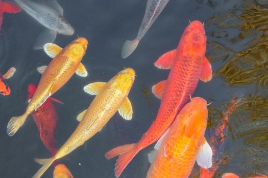 carp Chinese koi colorful fish swim in the water top view of the entire frame . High quality photo