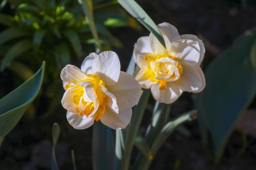 yellow daffodil on a plain background isolate. High quality photo