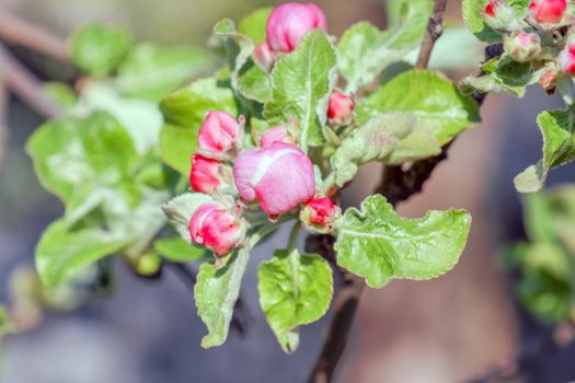 blooming tree branches for the entire frame. High quality photo