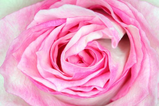 red roses on a purple background macro. High quality photo