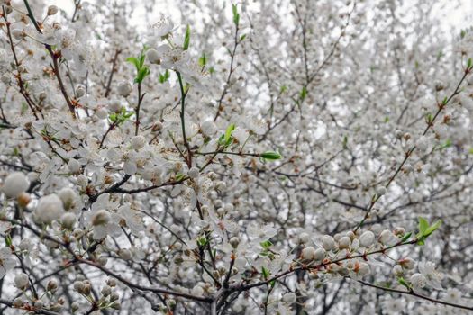 blooming tree branches for the entire frame. High quality photo