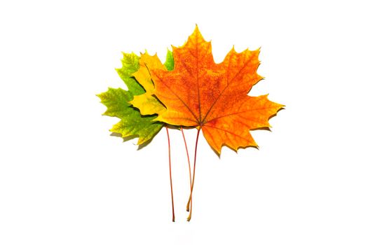 autumn leaves of three colors on a white background. isolate. three sheets. green yellow orange. High quality photo