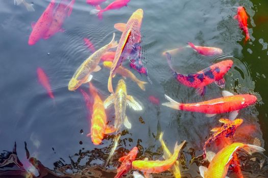 carp Chinese koi colorful fish swim in the water top view of the entire frame . High quality photo