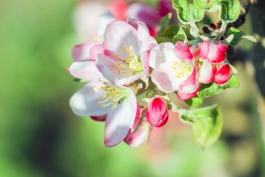 blooming tree branches for the entire frame. High quality photo