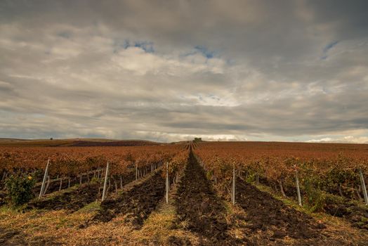 beautiful grape field in autumn.