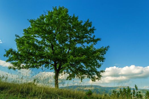 Beautiful lonely tree in the field during the summer