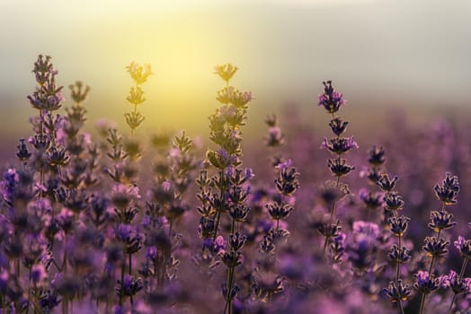 Close up of blossoming lavender in a field