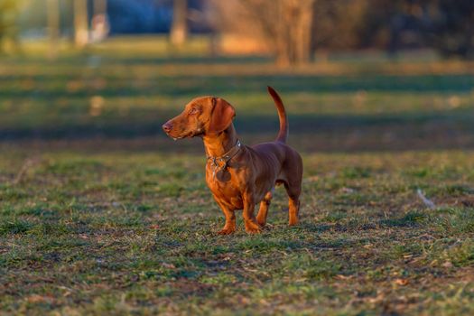 Brown Dachshund in the park at sunset