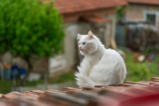 beautiful white cat on the roof is looking down