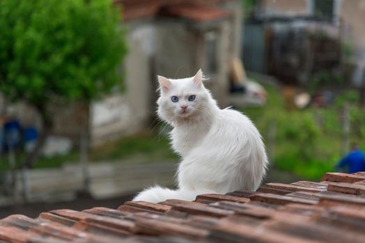 beautiful white cat on the roof 