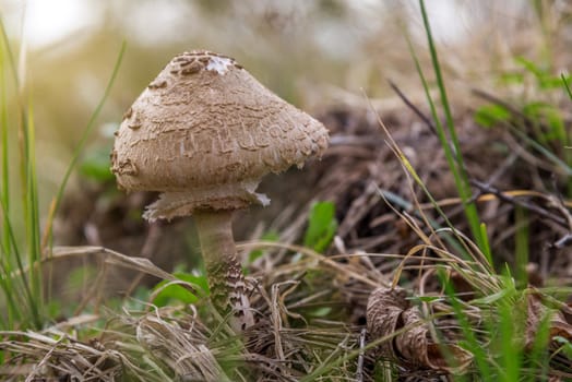 Close up of a Parasol mushroom on grass meadow.