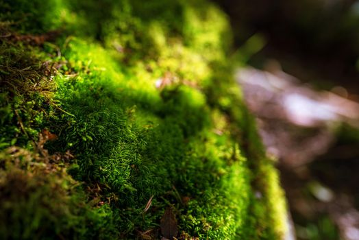 Close up of blooming green moss. Blur background with glare.
