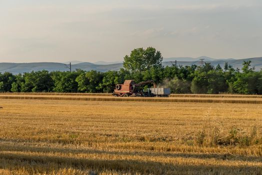 Harvester machine to harvest wheat field working