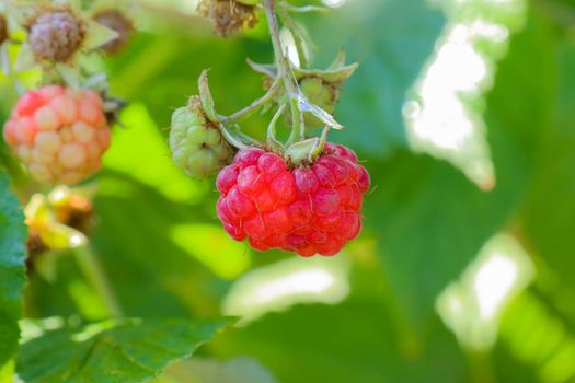 berry raspberry macro as a beautiful background . High quality photo