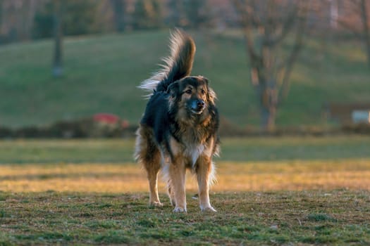 gorgeous large dog in a park