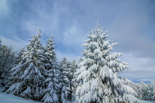 Fir trees covered with snow in forest in february