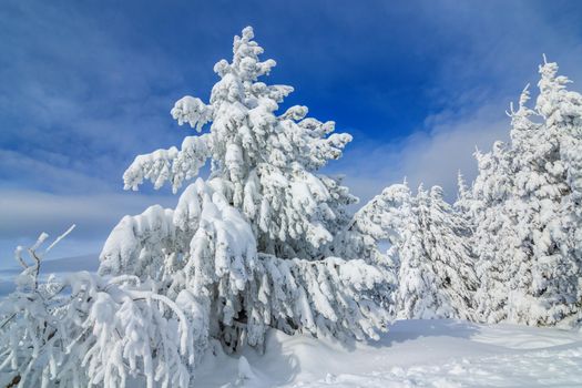 Fir trees covered with snow in forest in february