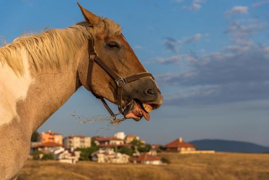 Funny portrait of a laughing horse.