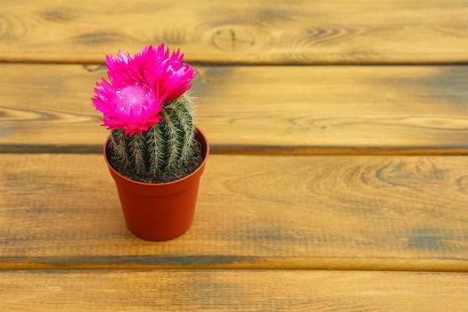 cactus blooming with a hard shadow in the top view pattern. High quality photo