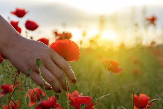 Woman holds red poppy in hands in the field in summer