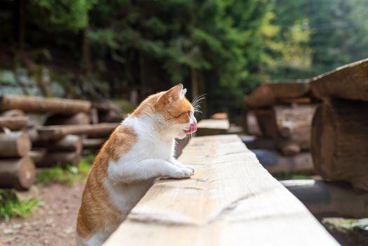 red cat lying and resting in the autumn on a wooden bench in the garden.