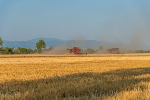 Combine harvester agriculture machine harvesting golden ripe wheat field