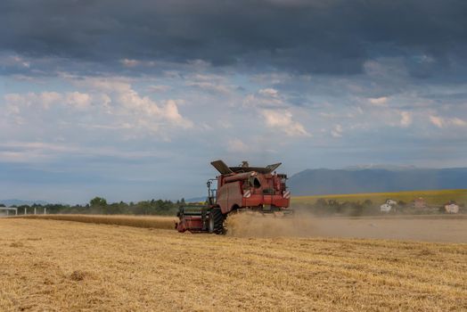 Combine harvester agriculture machine harvesting golden ripe wheat field