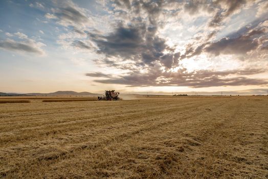 Combine harvester agriculture machine harvesting golden ripe wheat field