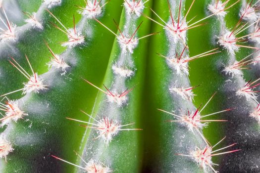 cactus on a beautiful background close up macro