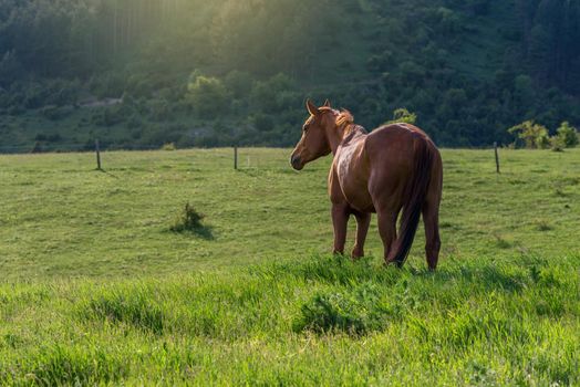 horses on countryside on sunrise on summer