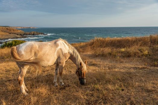 Horses on the meadow near the water in autumn