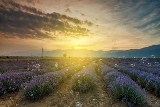 Lavender flower blooming fields in endless rows. Sunset shot.