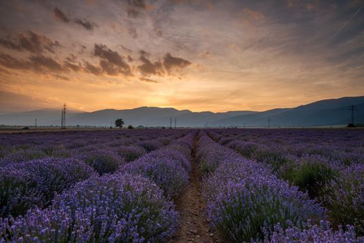 Lavender fields. Beautiful image of lavender field. Summer sunset landscape