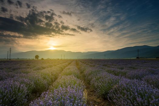 Lavender fields. Beautiful image of lavender field. Summer sunset landscape