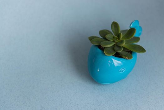 sukulent in a turquoise pot in the form of a whale
